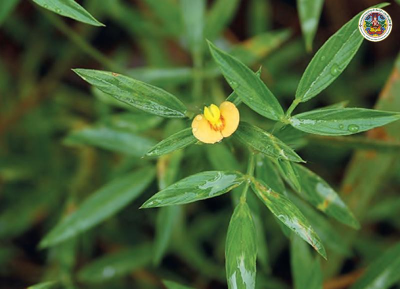 Stylosanthes guianensis