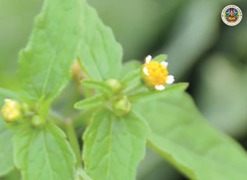 Galinsoga parviflora
