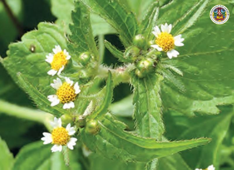 Galinsoga quadriradiata