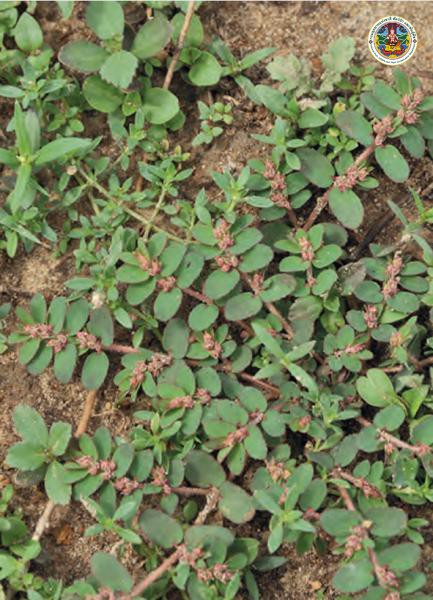 Euphorbia thymifolia
