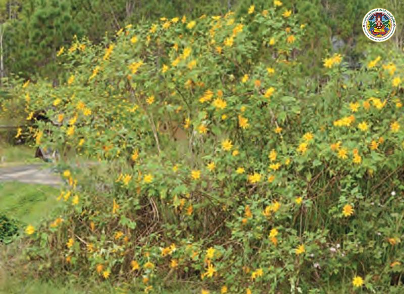 Tithonia diversifolia