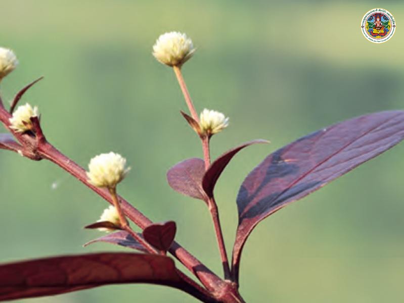 Alternanthera brasiliana