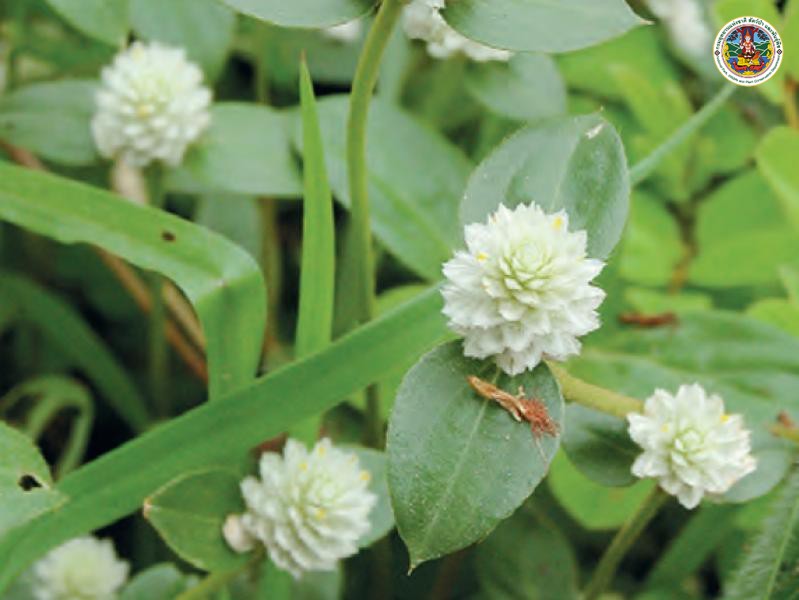 Gomphrena celosioides