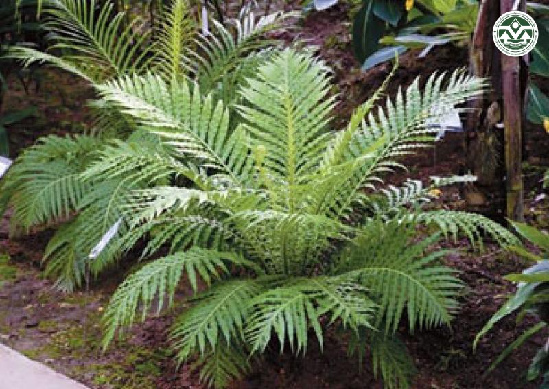 Blechnum