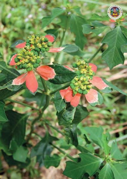 Euphorbia cyathophora
