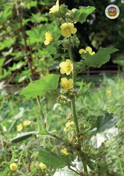 Malachra capitata