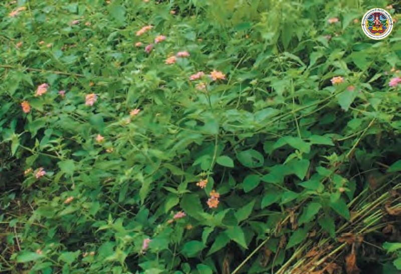 Lantana camara