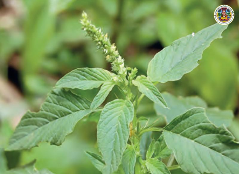 Amaranthus spinosus