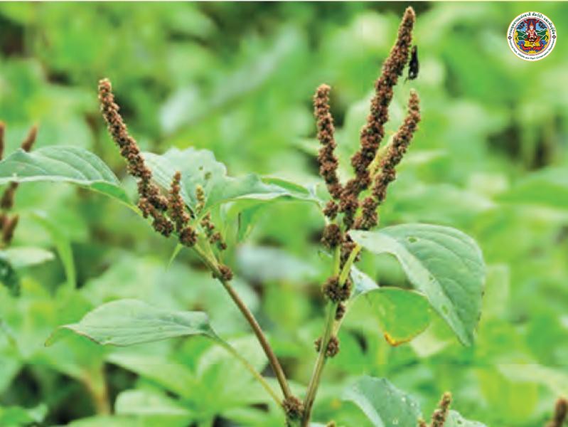 Amaranthus viridis