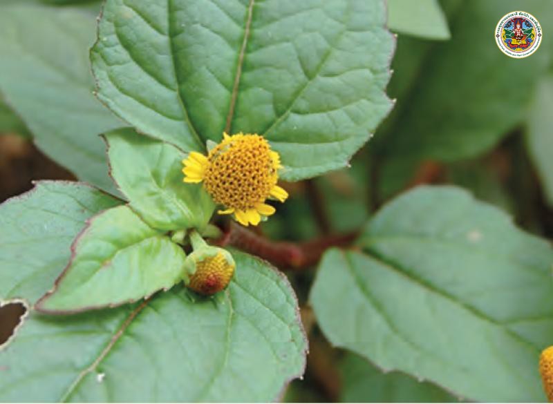 Acmella ciliata