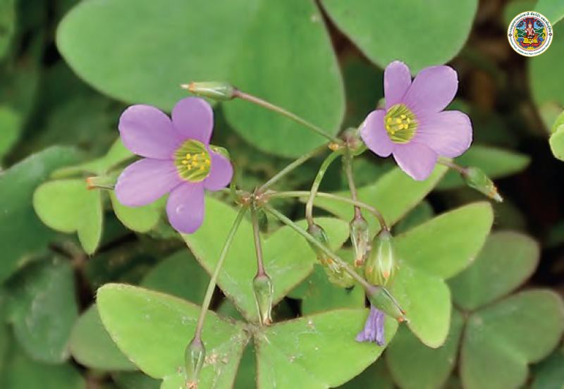 Oxalis latifolia