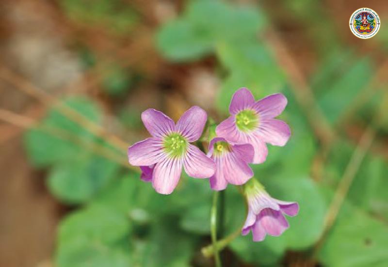 Oxalis debilis