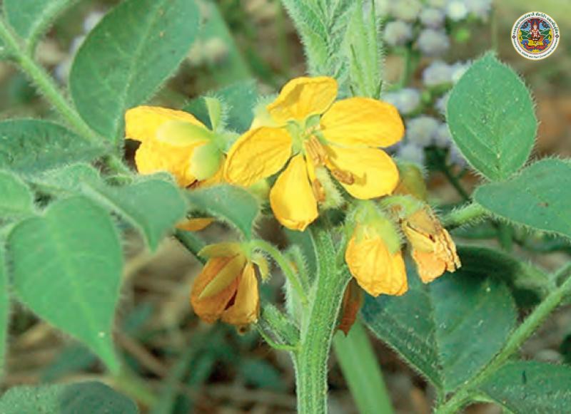 Senna hirsuta