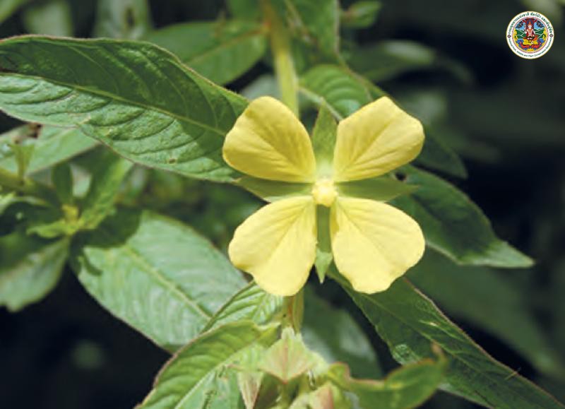 Ludwigia octovalvis