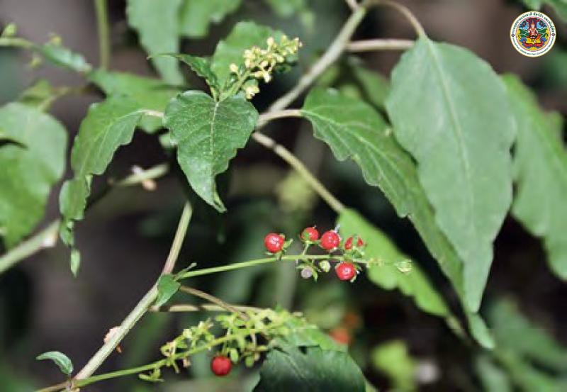 Rivina humilis