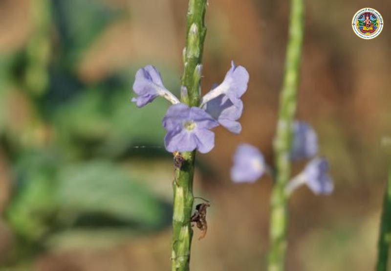Stachytarpheta jamaicensis