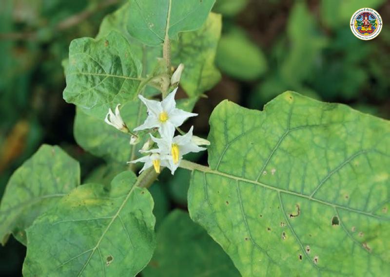 Solanum torvum