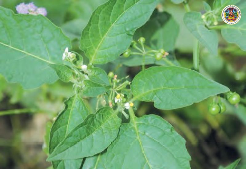 Solanum nigrum