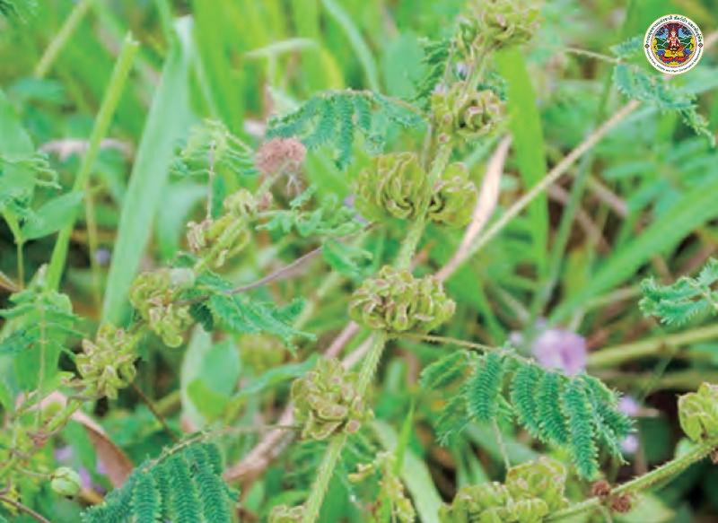 Mimosa diplotricha