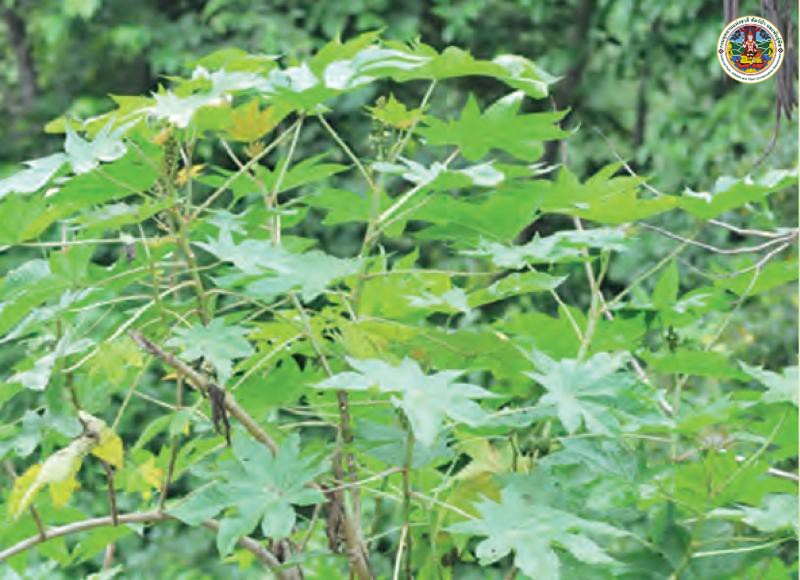 Ricinus communis