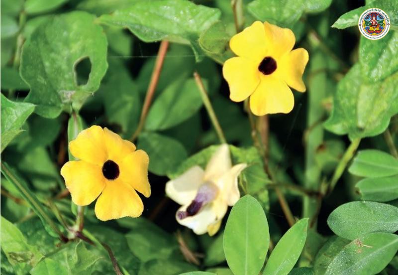 Thunbergia alata