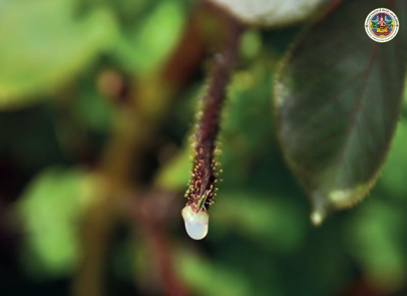 Jatropha gossypiifolia