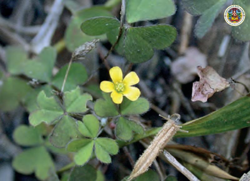 Oxalis corniculata