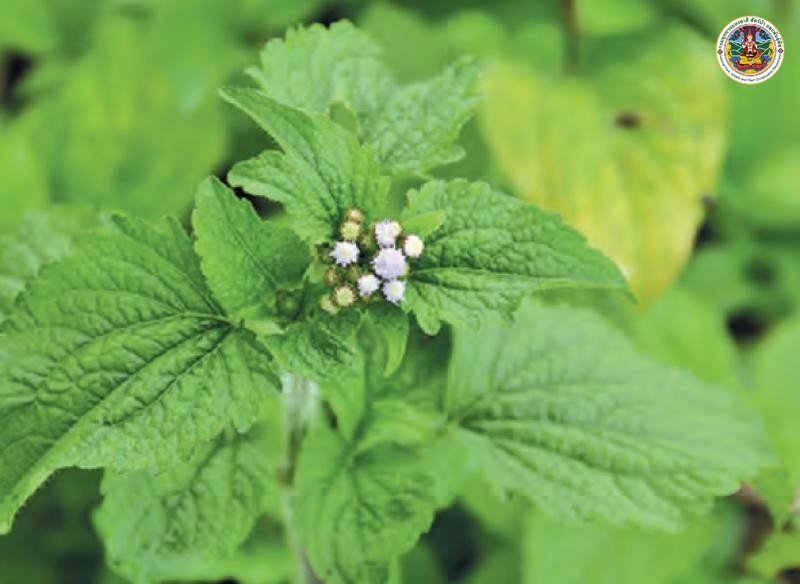 Ageratum conyzoides