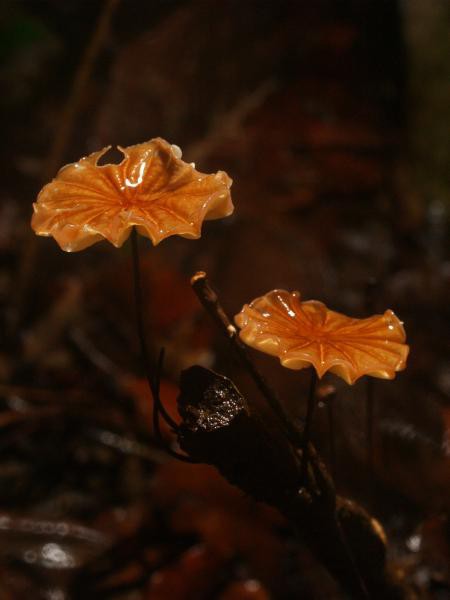 Marasmius siccus