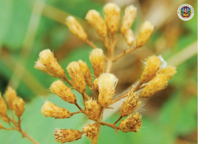 Chromolaena odorata