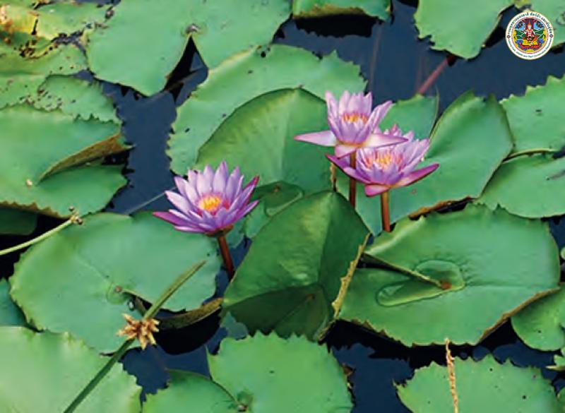 Nymphaea capensis