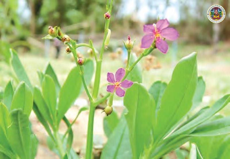 Talinum paniculatum