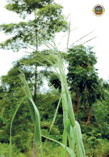 Panicum maximum
