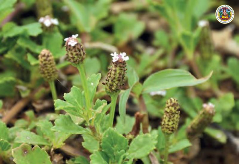 Phyla nodiflora