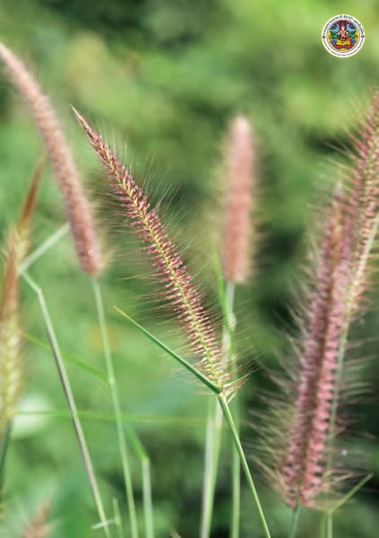 Pennisetum polystachion