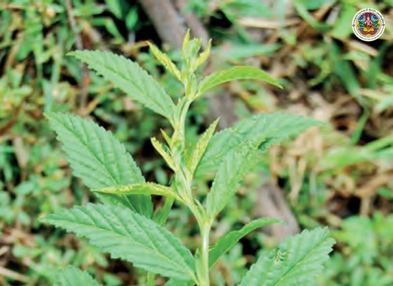 Sida acuta
