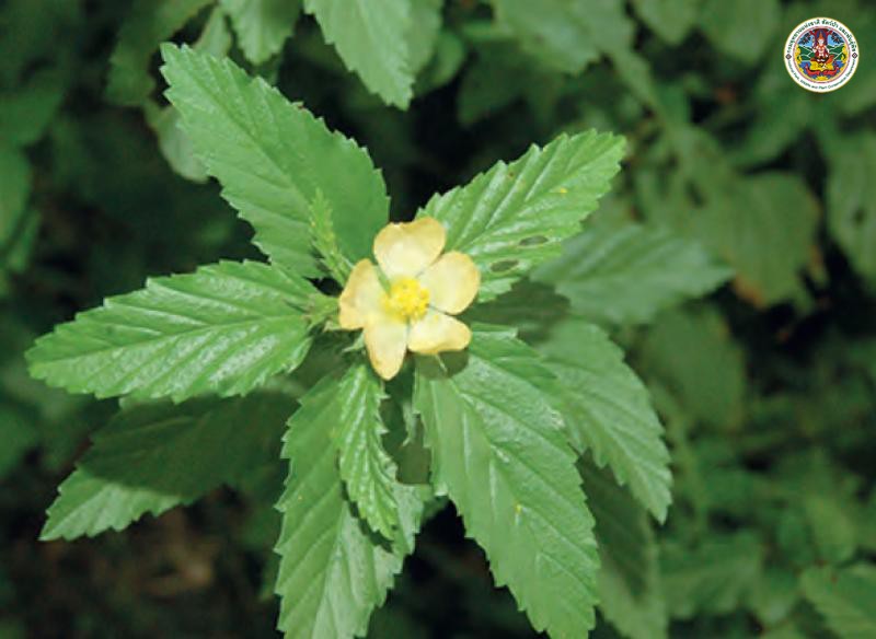 Malvastrum coromandelianum