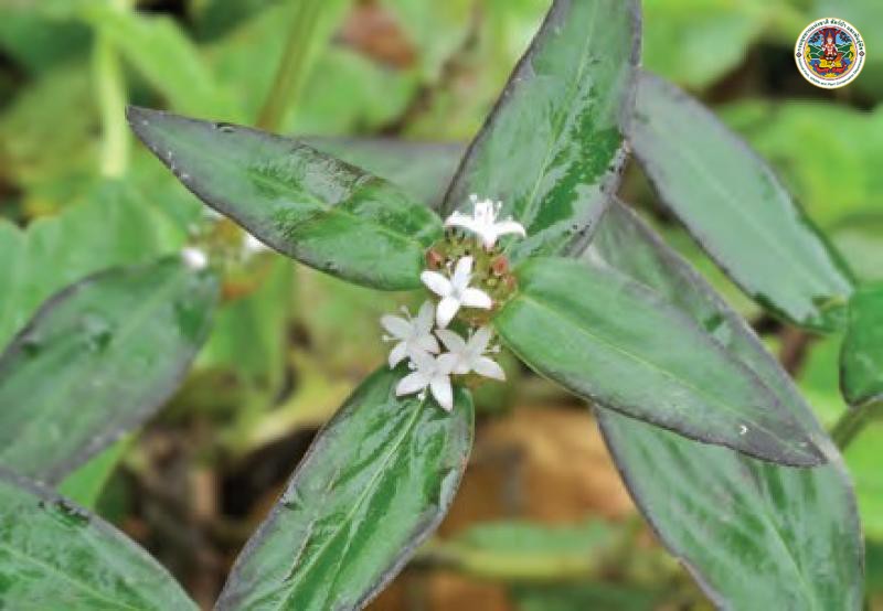 Spermacoce laevis