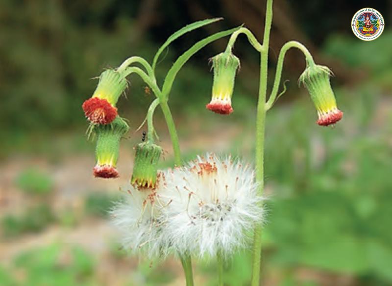 Crassocephalum crepidioides