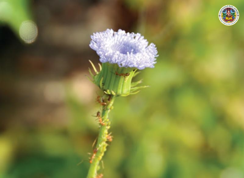 Crassocephalum rubens