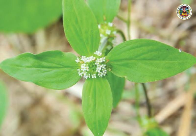 Mitracarpus hirtus