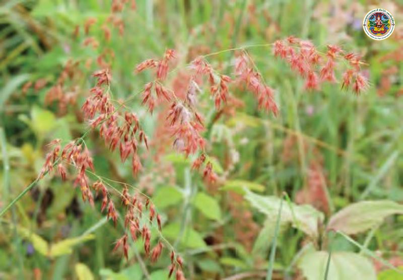 Melinis repens