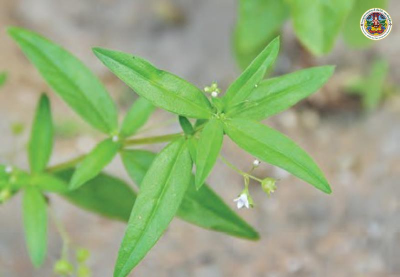 Oldenlandia corymbosa