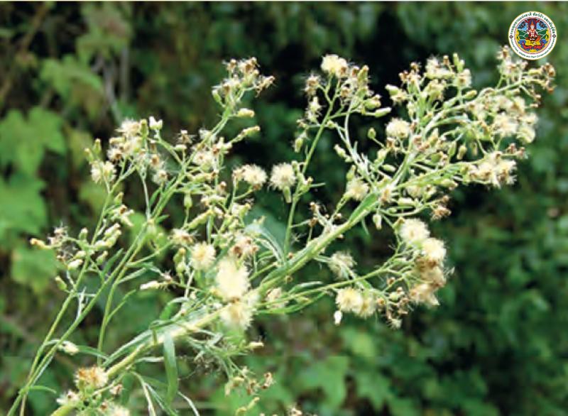 Conyza bonariensis