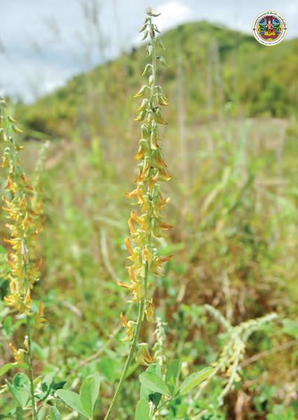 Crotalaria pallida