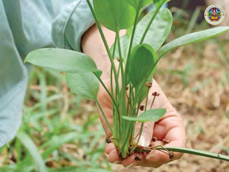Echinodorus cordifolius