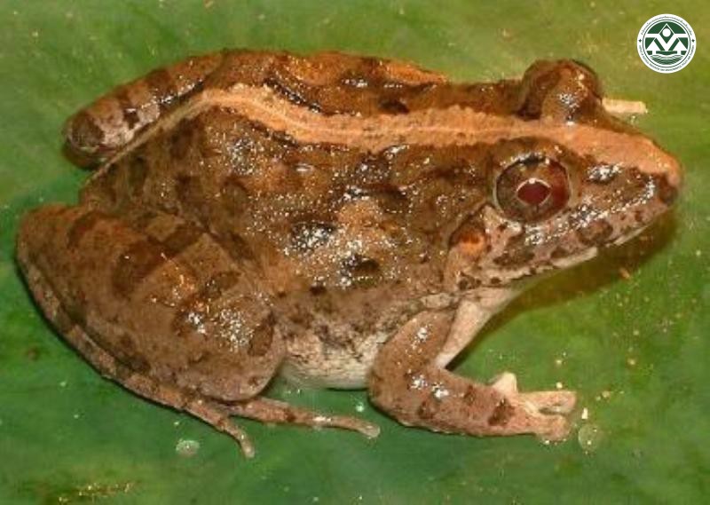 Limnonectes limnocharis