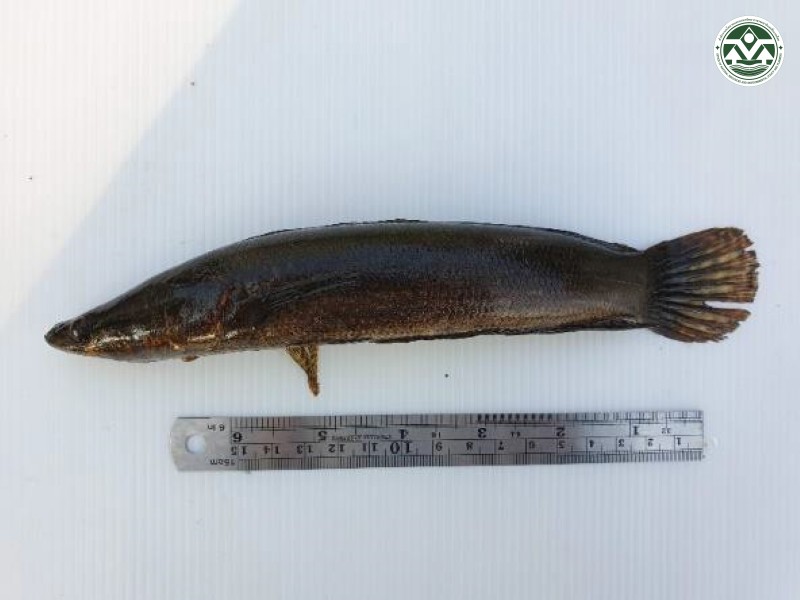 Channa lucius