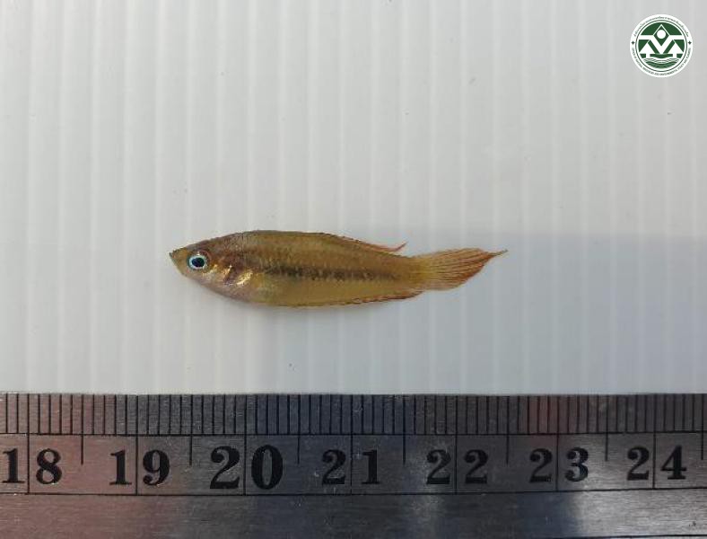 Trichopsis pumila