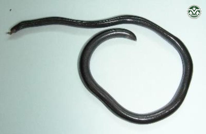 Ramphotyphlops braminus